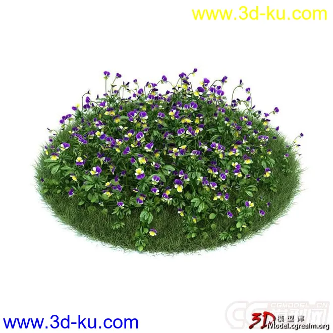 三色堇  Viola tricolor vray模型的图片1