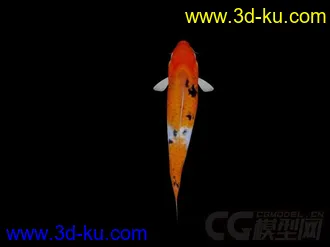 锦鲤模型 带绑定动画 有材质 多张贴图的图片