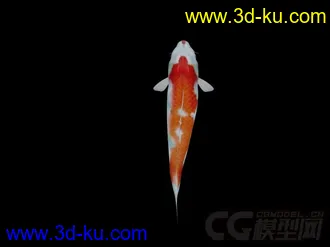 锦鲤模型 带绑定动画 有材质 多张贴图的图片