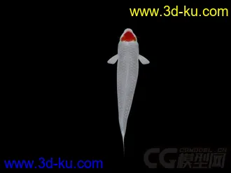 锦鲤模型 带绑定动画 有材质 多张贴图的图片