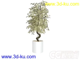 3D打印模型盆景植物的图片