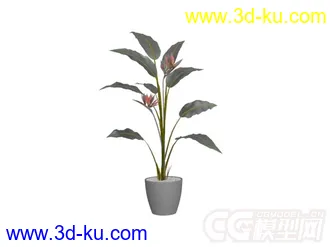 3D打印模型盆景植物6种的图片