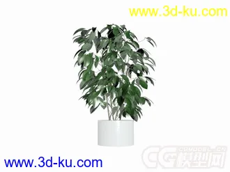 3D打印模型盆栽植物的图片