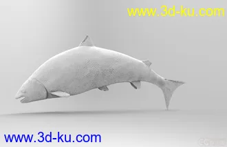 大马哈鱼模型obj格式无贴图的图片
