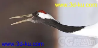 3D打印模型仙鹤的图片
