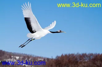 3D打印模型仙鹤的图片