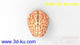 人脑模型的图片