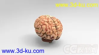 人脑模型的图片