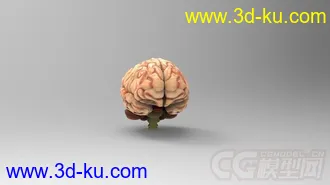 人脑模型的图片