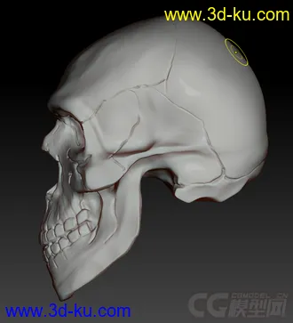 3D打印模型刚速写的骷髅，对头骨不是太熟悉，见谅的图片