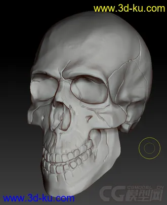 3D打印模型刚速写的骷髅，对头骨不是太熟悉，见谅的图片