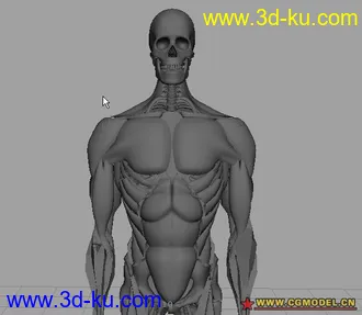 3D打印模型骨骼肌肉完整建模---菜鸟高手必备的图片
