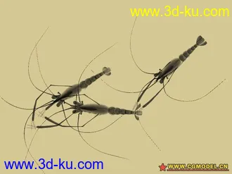 3D打印模型水墨虾的图片