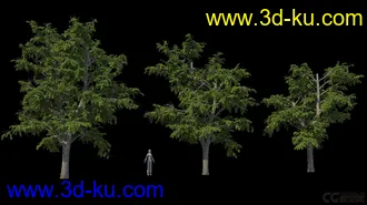 3D打印模型影视级植物，有贴图，maya2014的图片