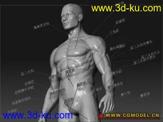 3D打印模型王康慧的肌肉人模！！需要的进来看！的图片