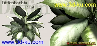 Utopia 高精度植栽模型的图片