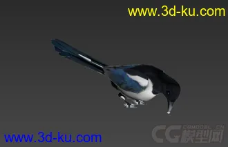 3D打印模型喜鹊一只的图片