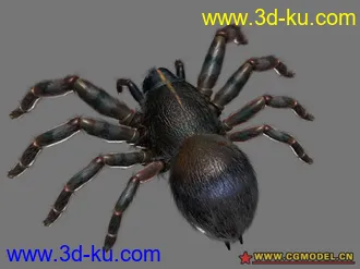 蜘蛛模型的图片