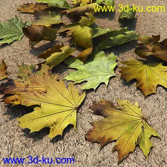 高精度叶子模型(3ds,Fbx,Max,Obj格式）的图片