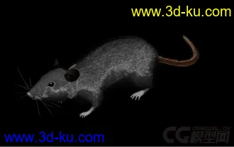 3D打印模型老鼠 rat 带绑定 有毛发的图片