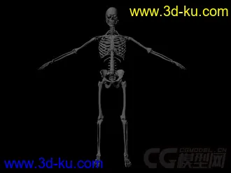 李小龙不错的模型加贴图外加2个玛雅的模型.3个模型一共的图片