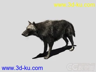 精品狼模型，免费送的图片