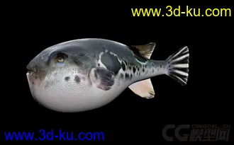 3D打印模型一条河豚鱼的图片