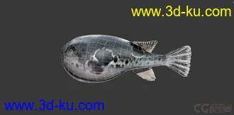 3D打印模型一条河豚鱼的图片