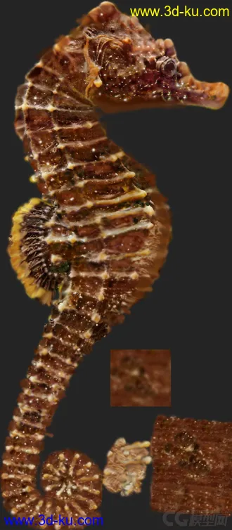 3D打印模型海马精模 海马精模的图片