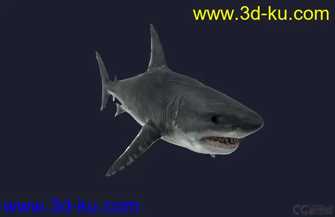 鲨模型的图片3