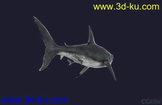 鲨模型的图片5