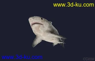 3D打印模型鲨的图片