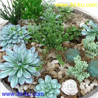 3D打印模型多肉盆栽植物的图片