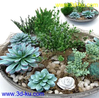 3D打印模型多肉盆栽植物的图片