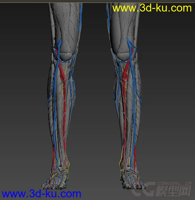 人体结构-骨骼 肌肉血管模型的图片1