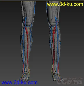 3D打印模型人体结构-骨骼 肌肉血管的图片