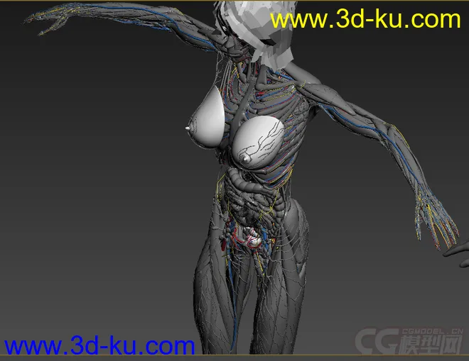 人体结构-骨骼 肌肉血管模型的图片2