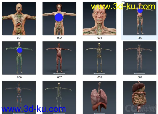 人体结构-骨骼 肌肉血管模型的图片3