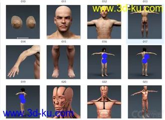 3D打印模型人体结构-骨骼 肌肉血管的图片