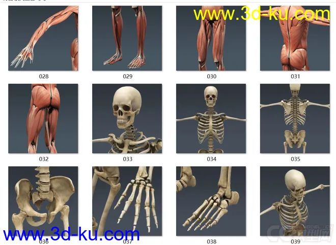 人体结构-骨骼 肌肉血管模型的图片5
