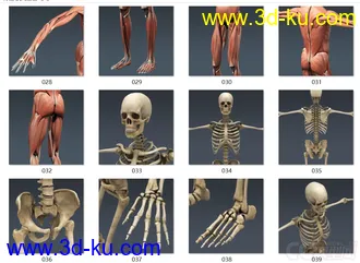 3D打印模型人体结构-骨骼 肌肉血管的图片