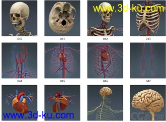 3D打印模型人体结构-骨骼 肌肉血管的图片