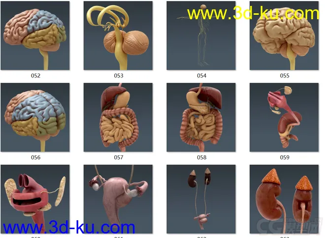 人体结构-骨骼 肌肉血管模型的图片7