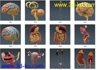 3D打印模型人体结构-骨骼 肌肉血管的图片