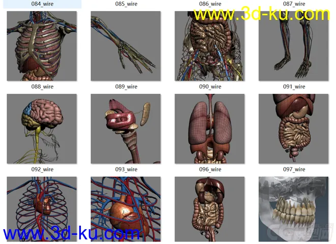 人体结构-骨骼 肌肉血管模型的图片8