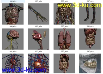 3D打印模型人体结构-骨骼 肌肉血管的图片