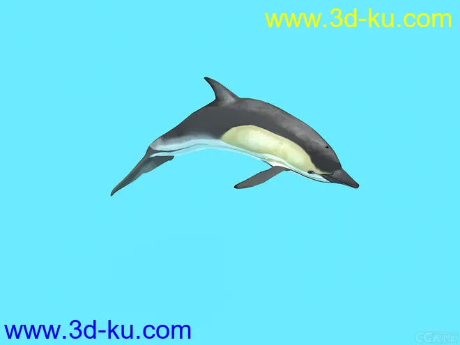 海豚模型的图片1
