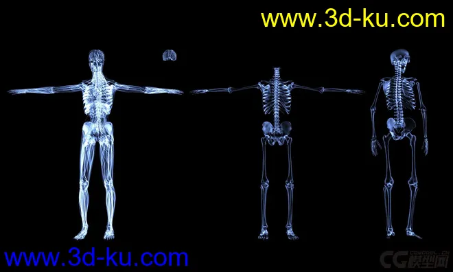 X光 人体骨骼 骷髅模型的图片1
