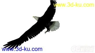 3D打印模型一只鹰的图片