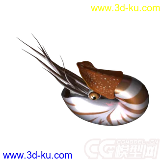 3D打印模型鹦鹉螺鱼丝带鱼的图片